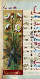 Botanikai: kamilla katicabogárral és szitakötővel. Miniatűr Jean Bourdichon (1457-1521) "" Les grandes Hours d