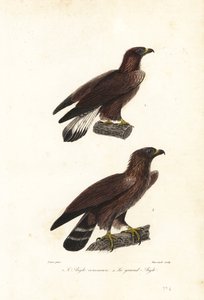 Arany sas, Aquila chrysaetos.