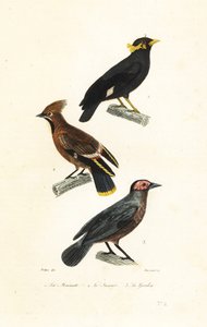 Hill myna, bohém viaszszárny és coleto.