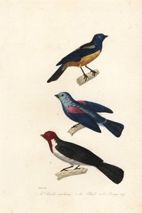 Türkiz tanager, kék-szürke tanager és piros sapkás bíboros.