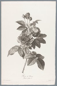 francia roos Rose de Provins / Rosa Gallica L. (cím a tárgyon) Természetből merített virágok (...) (sorozat címe)