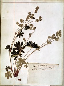 Alchemilla, Herbáriumból (préselt virágok)