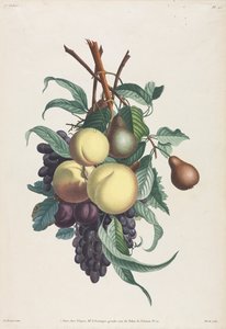 Virág- és gyümölcsgyűjtemény: Rousselet, őszibarack, szilva és szőlő ágai