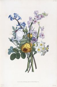 Nárcisz, Rosa, Jácint, 1805
