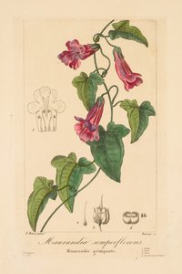 Flóra kertészeknek, amatőröknek és gyártóknak: Maurandia semperflorens alkotó: Jean Pierre Frederic Barrois