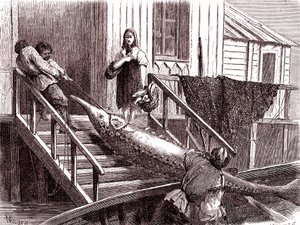 Fishing the sturgeon on the Volga river, Russia. 1867 (engraving)