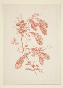 Cím nélkül (Ideal Flowers), hatos készletből