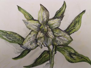 Zöld orchidea