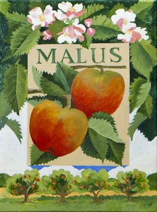 Malus (alma), 2014 (akril, vászon)
