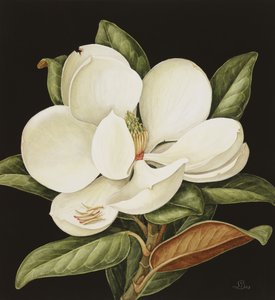 Magnolia Grandiflora, 2003 (wc papíron)