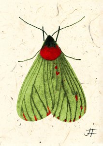 FlyMoth, 2024 (akvarell, papír)