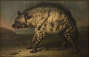 A hiéna a frederiksbergi kastély menazsériájában alkotó: Jens Juel