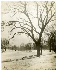 Boston Common és békató, fán, Boston, USA, 1902-1910 körül (zselatin ezüst fotó) alkotó: Jessie Tarbox Beals