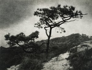 Híres Torrey Pines alkotó: Jessie Tarbox Beals