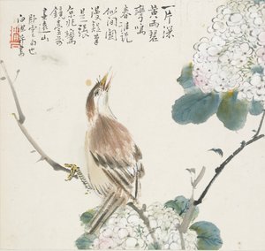 Egy kínai Hwamei, 1857