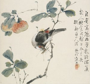 Egy kínai Hwamei szöcskét eszik, 1857