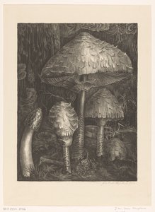 gombát alkotó: Jo van Oosten Slingeland (signed by artist)