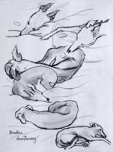 Bracken, a whippet, 2000, (ceruza) alkotó: Joan Thewsey