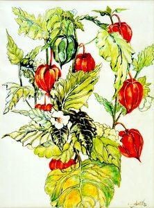 Kínai lámpás spray, 2005, (vízfesték) alkotó: Joan Thewsey
