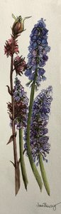 Muscari és Viburnum bodnantense (akvarell) alkotó: Joan Thewsey