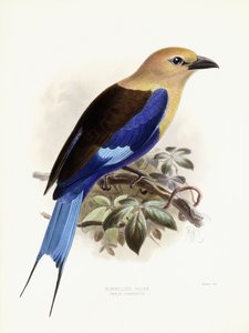 Kékhasú henger, 1893