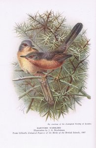 Dartford Warblers, Nature in Britain, Collins, 1946