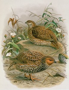 Új-zélandi fürj, illusztráció az „Új-Zélandi madarak története” című művéből, W.L. Buller, 1887-88 (chromolitho)