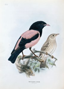 Rózsaszínű Starling