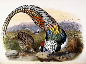 Thaumalea Amherstiae