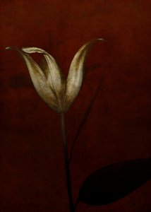 Liliom, 2015 (digitális fotóművészet) alkotó: Johan Lilja