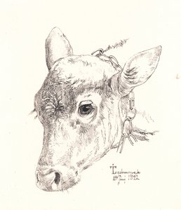 Dán: Borjúfej