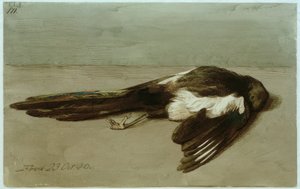 Egy döglött szarka