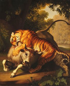 Tigris megtámad egy bikát, 1785