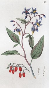 Keserédes Solanum dulcamara, 1804-1811