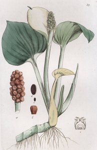 Bog Arum Calla palustris, 1804-1811