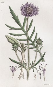 Mezei Scabious Knautia arvensis, 1804-1811