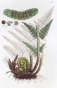 Hím páfrány Dryopteris fern-mas, 1804-1811