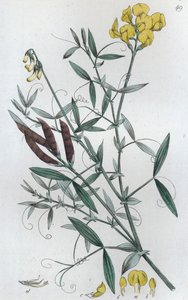 Réti pocok Lathyrus pratensis, 1804-1811