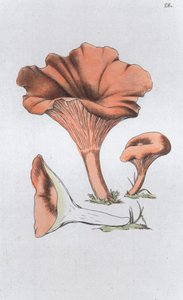 Merulius cantharellus, 1804-1811 alkotó: Johan Wilhelm Palmstruch