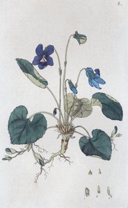 Sweet Viola odorata, 1804-1811