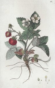 Vadeper Fragaria vesca, 1804-1811