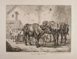 Magyar bivalyok és juhok alkotó: Johann Adam Klein