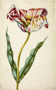 Tulipán, c. 1660. alkotó: Johann Bartholomäus Braun