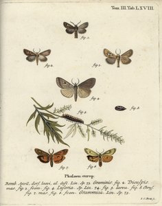 Agancsmoly, Lygephila lusoria és tollas lakáj. alkotó: Johann Carl Bock