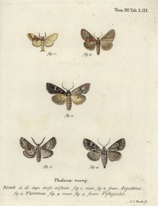 Argentin, lángbrokát és íjász nyíl. alkotó: Johann Carl Bock