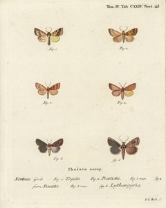 Barred sallow, Tileacea aurago 1-4, és agyagmoly, Mythimna ferrago 5.6. Johann Carl Bock kézzel színezett rézmetszete Eugenius Johann Christoph Esper Pillangók a természet képeiben című műve nyomán, Erlangen alkotó: Johann Carl Bock