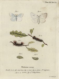 Fekete V-moly, Arctornis l-nigrum.