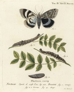 Kék alsószárnyú lepke vagy Clifden nonpareil, Catocala fraxini. Johann Carl Bock kézi színű rézmetszete Eugenius Johann Christoph Esper A pillangók természeti illusztrációkban című műve, Erlangen nyomán alkotó: Johann Carl Bock