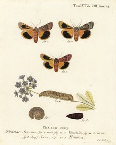 Széles szegélyű sárga alsószárny, Noctua fimbriata. Johann Carl Bock kézi színű rézmetszete Eugenius Johann Christoph Esper A pillangók természeti illusztrációkban című műve, Erlangen nyomán alkotó: Johann Carl Bock