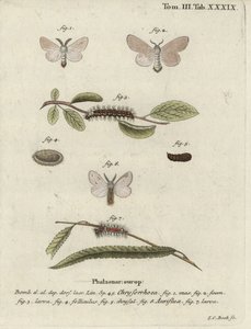 Barnafarkú lepke, Euproctis chrysorrhoea. alkotó: Johann Carl Bock